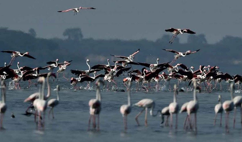 Pulicat Lake Bird Sanctuary
